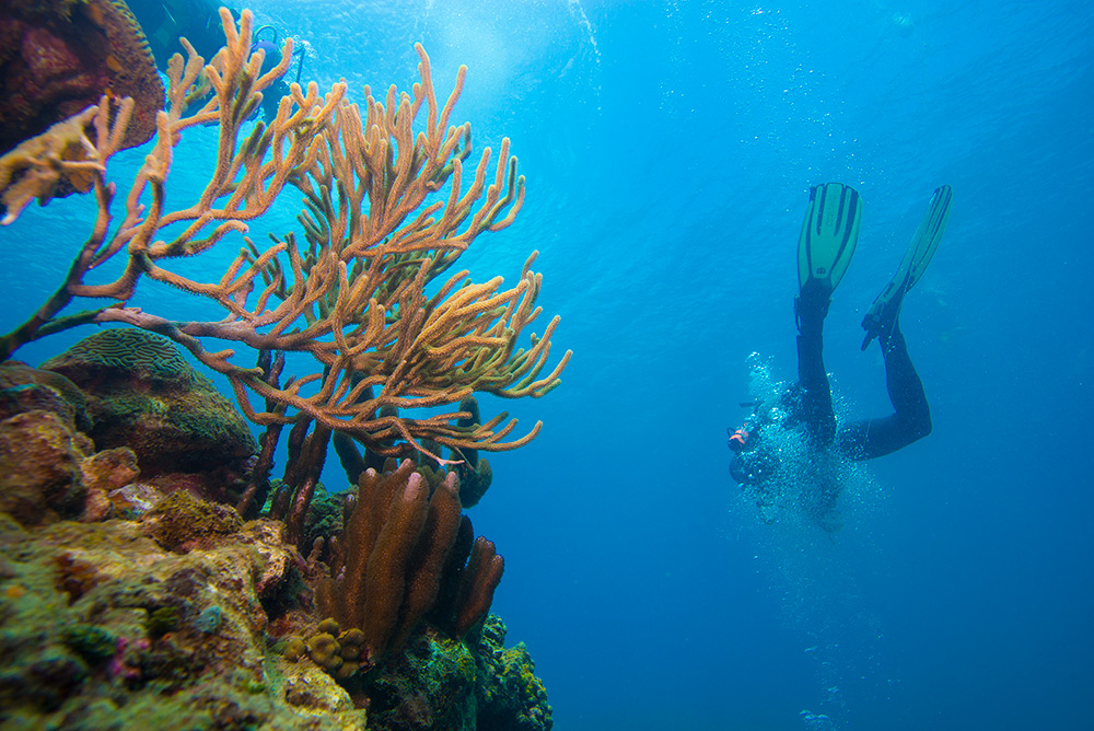 grenada diving in the Caribbean Sea is amazing with the coral and underwater sculptures